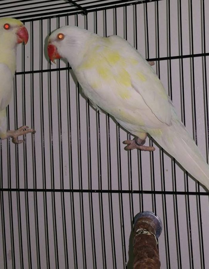 Creamino Indian Ringneck