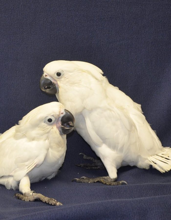 Baby Umbrella Cockatoo