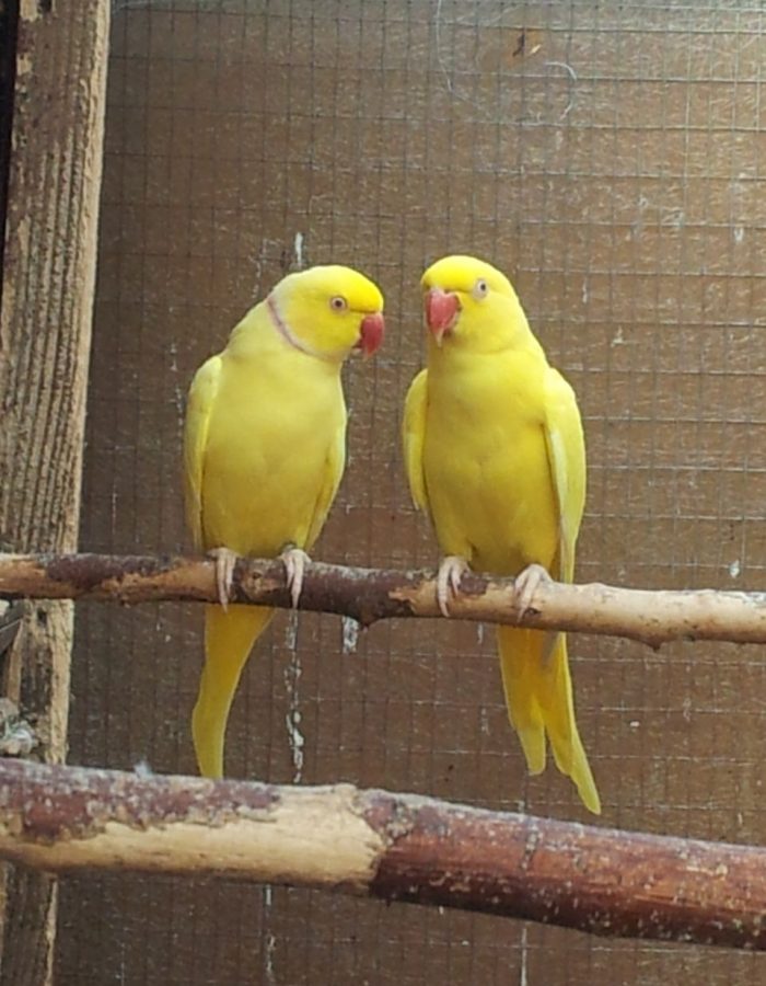 Yellow Indian Ringneck