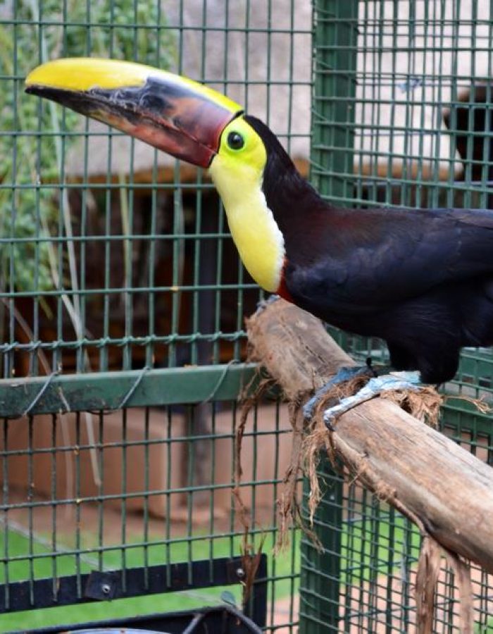 Chestnut-Mandibled Toucan