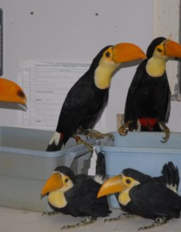 Toco Toucan Babies