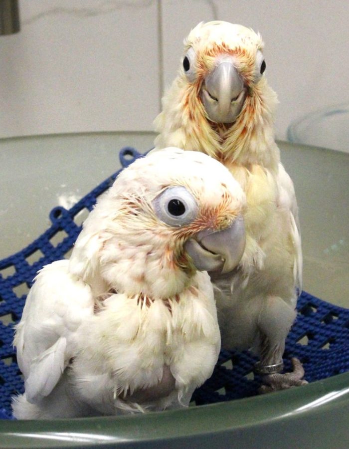 Baby Goffin’s Cockatoo