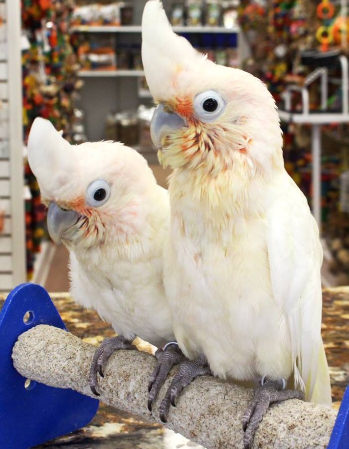 Adult Goffin’s Cockatoo Pair