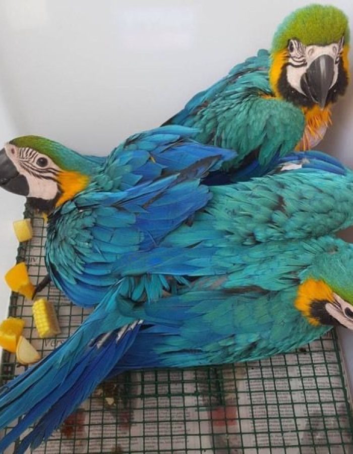 Blue and Gold Baby Macaw