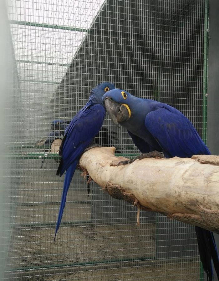 Hyacinth Macaw Breeding Pairs