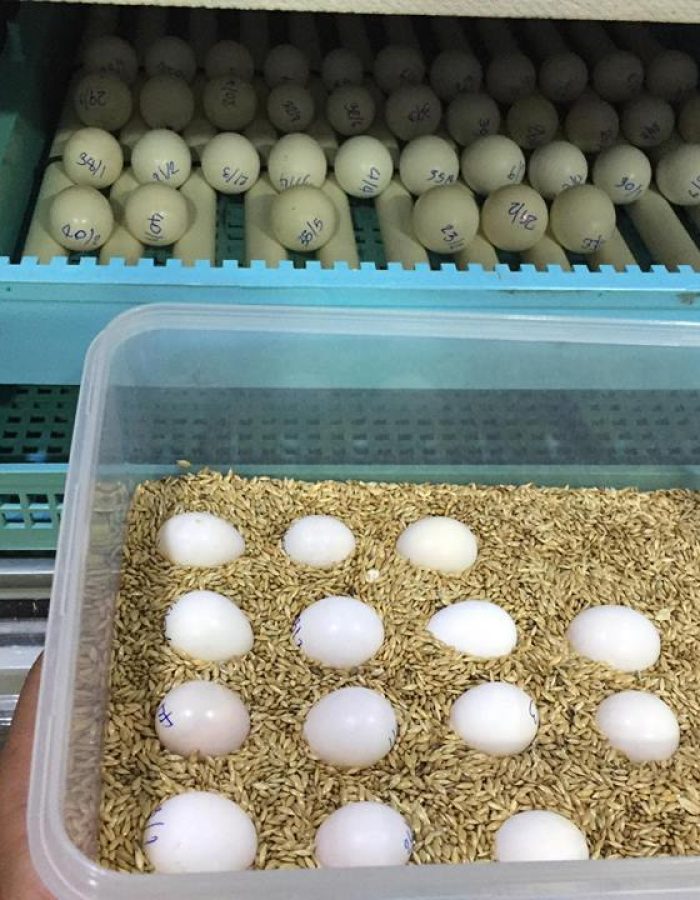 African Grey Fertile Eggs