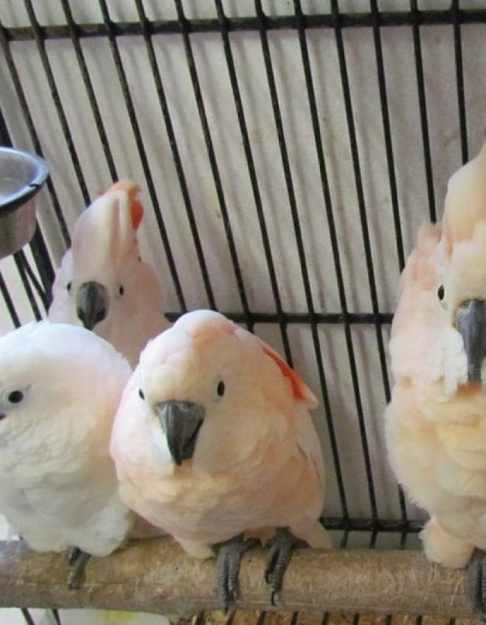 Baby Moluccan Cockatoos