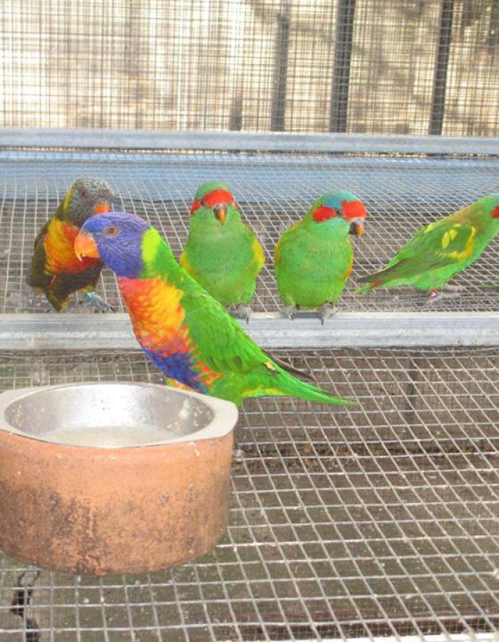 Rainbow Lorikeets