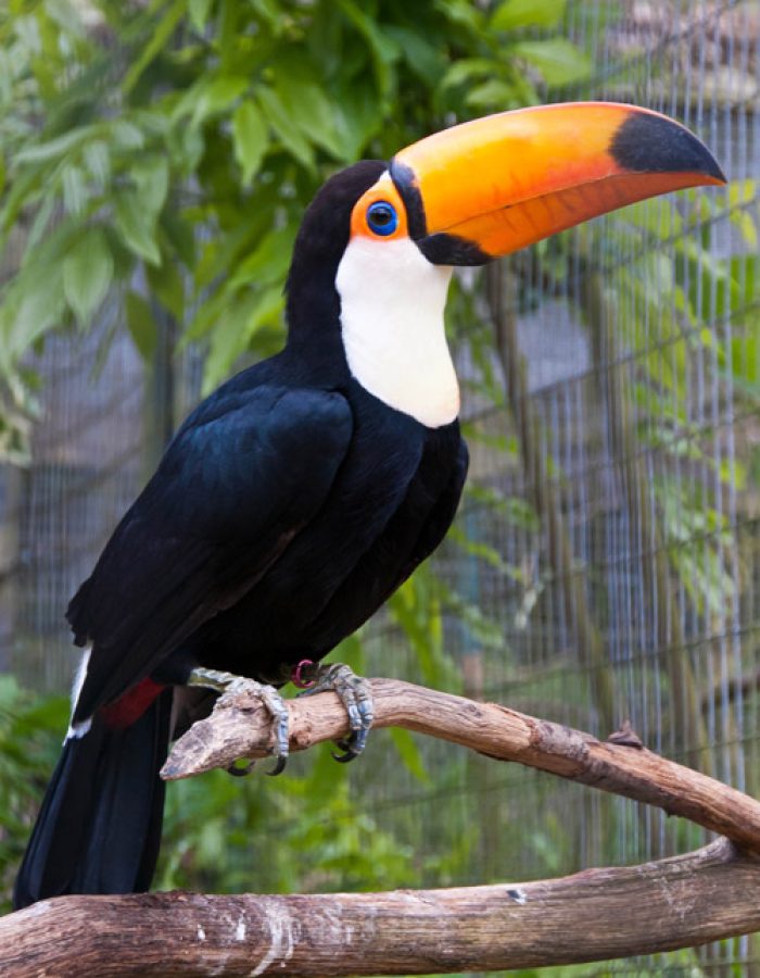 Toco Toucan Female Birds