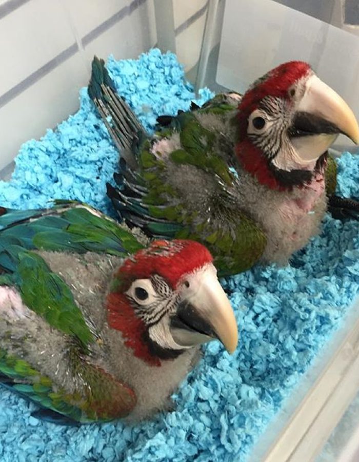 Baby Buffon Macaws