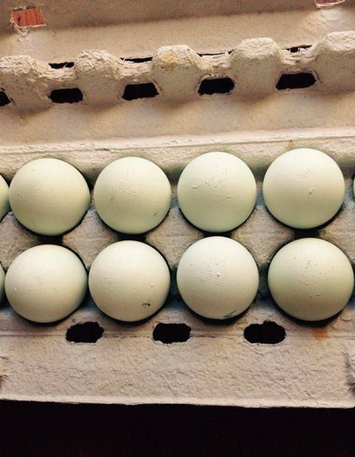 African Grey Fertile Eggs