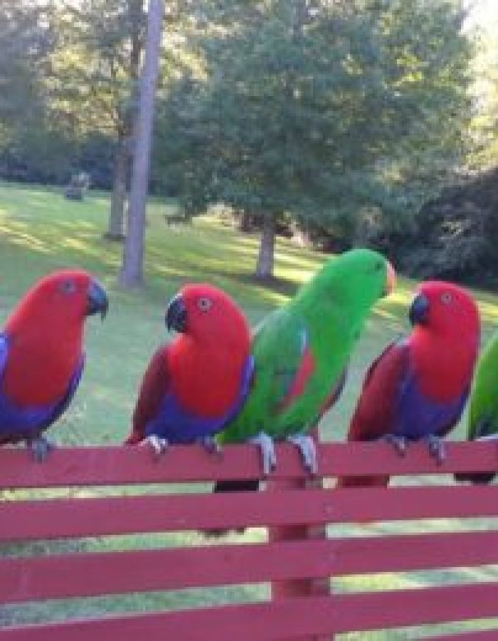 Grand Eclectus Parrot