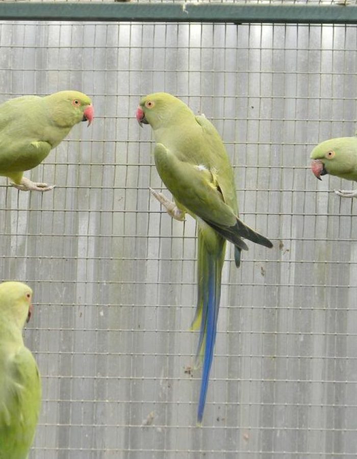 Green Indian Ringneck