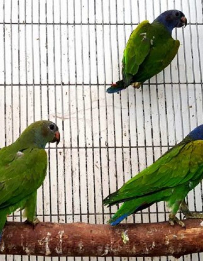 Blue headed Pionus