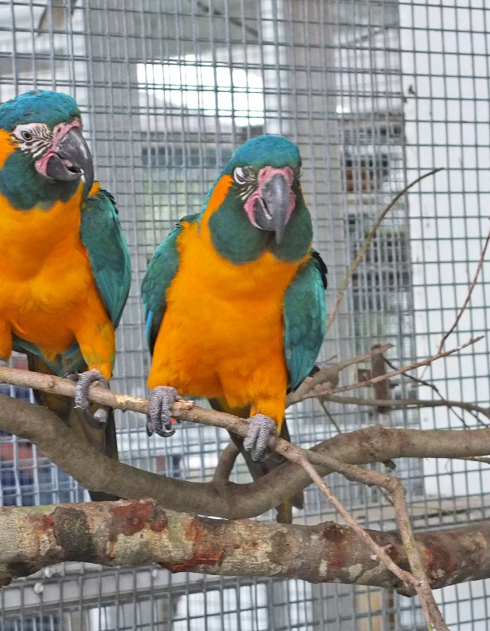 Adult Blue-throated Macaws