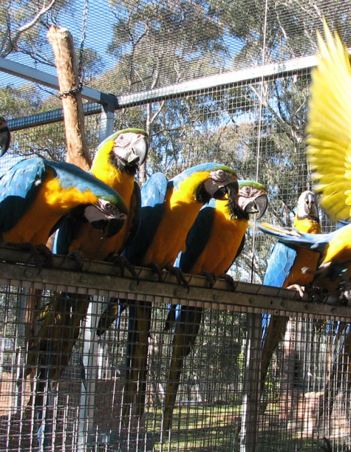 Adult Blue and Gold Macaw Parrots