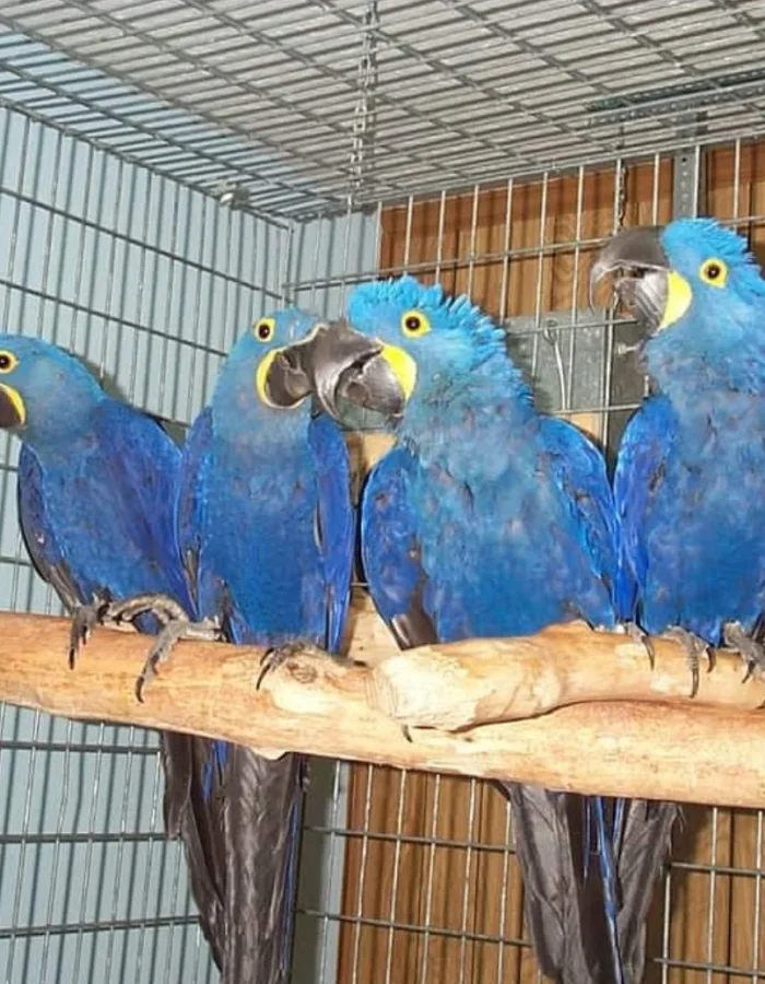 Adult Hyacinth Macaw