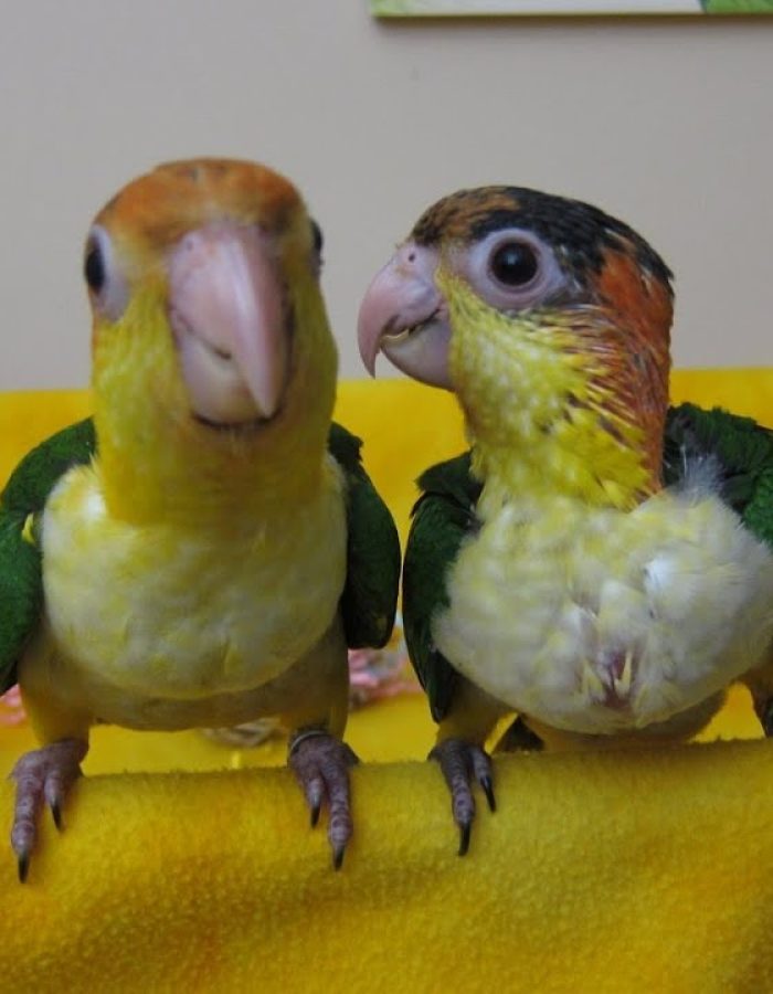 Baby Caique